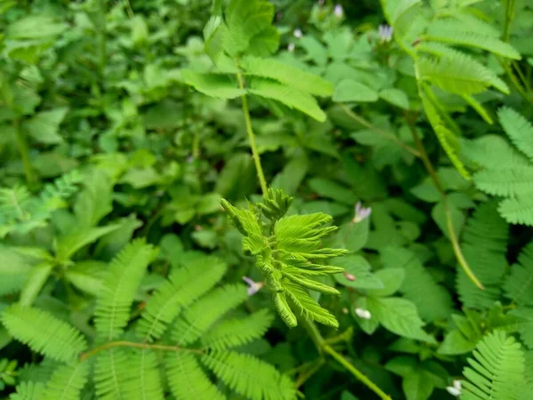 自然の中で緑の雑草草背景 — ストック写真