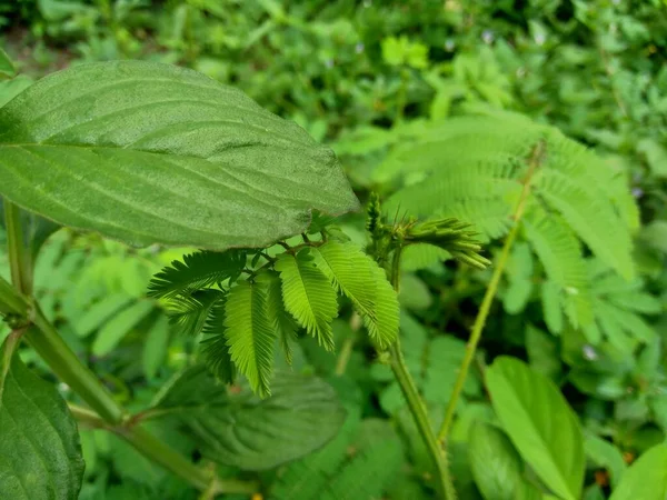 Mauvaises Herbes Vertes Herbe Dans Fond Nature — Photo