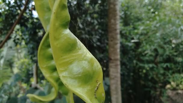 Satosamen Parkia Speciosa Samen Oder Bitterbohne Baum Auch Als Pete — Stockvideo