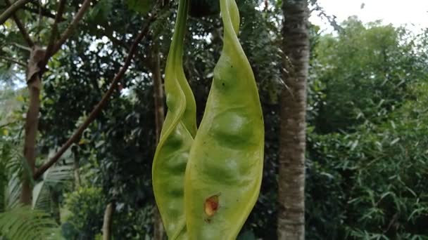 Sato Seeds Parkia Speciosa Seeds Bitter Bean Tree Also Known — Stock Video