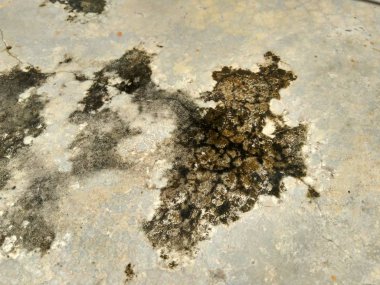 Yosun (Bryophyta) duvarda büyür.