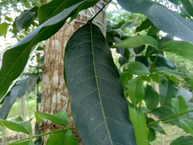 Doğada yeşil maun yaprakları