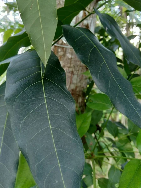 Hojas Caoba Verde Fondo Naturaleza — Foto de Stock