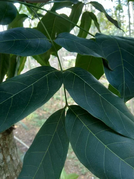 Hojas Caoba Verde Fondo Naturaleza — Foto de Stock