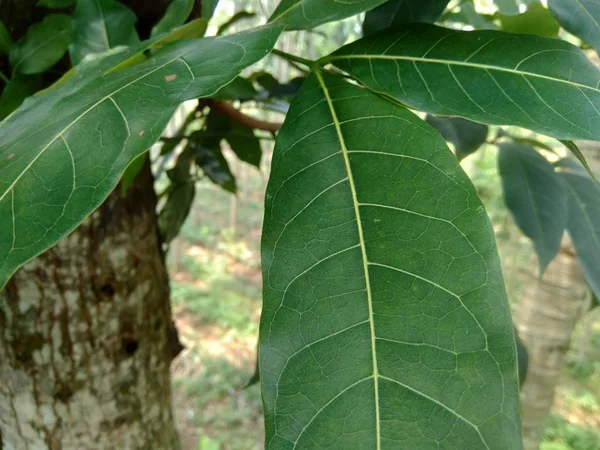 Hojas Caoba Verde Fondo Naturaleza — Foto de Stock