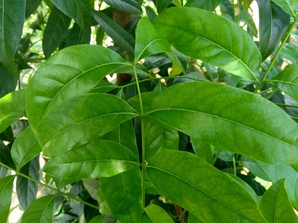 Green Mahogany Leaves Nature Background — Stock Photo, Image