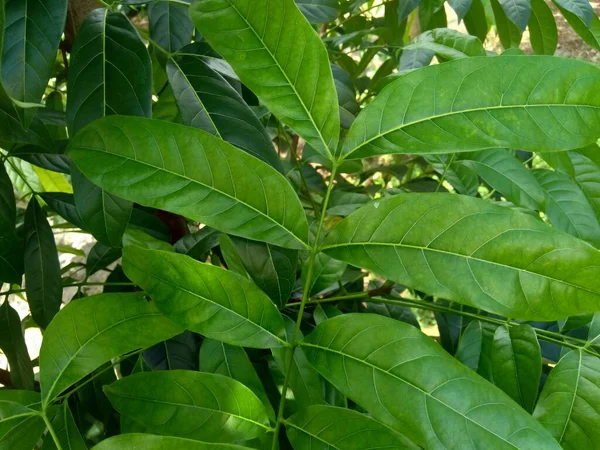 Green Mahogany Leaves Nature Background — Stock Photo, Image