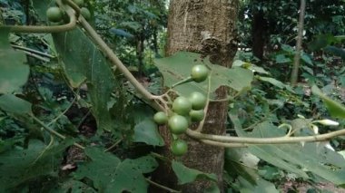 Solanum torvum ya da yaygın olarak Pokak patlıcan ve çiçek olarak bilinir. En küçük patlıcan.