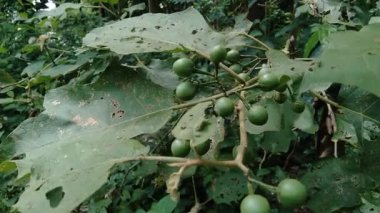 Solanum torvum ya da yaygın olarak Pokak patlıcan ve çiçek olarak bilinir. En küçük patlıcan.