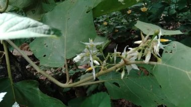 Solanum torvum ya da yaygın olarak Pokak patlıcan ve çiçek olarak bilinir. En küçük patlıcan.
