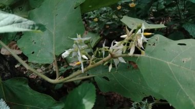 Solanum torvum ya da yaygın olarak Pokak patlıcan ve çiçek olarak bilinir. En küçük patlıcan.