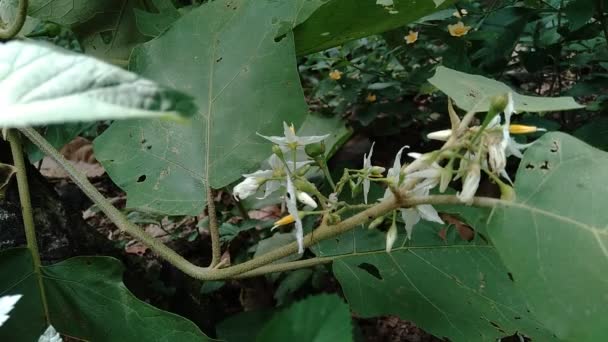 Solanum Torvum Oder Allgemein Als Pokak Auberginen Und Blüten Bezeichnet — Stockvideo