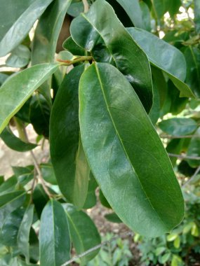 Yeşil kaynak laves veya dikenli krema elması. (Annona muricata L.) Karsinom tedavisi için bitki..