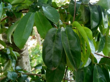 Yeşil kaynak laves veya dikenli krema elması. (Annona muricata L.) Karsinom tedavisi için bitki..