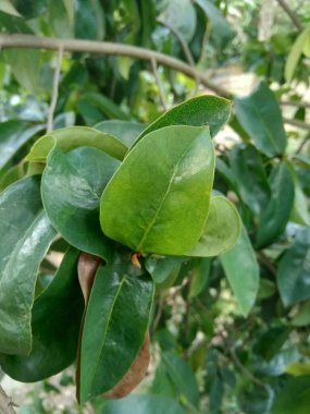 Yeşil kaynak laves veya dikenli krema elması. (Annona muricata L.) Karsinom tedavisi için bitki..