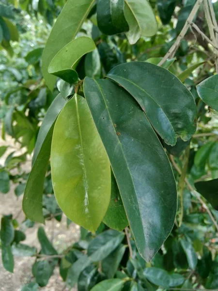 Laves Guanábana Verde Manzana Espinosa Annona Muricata Planta Para Tratamiento —  Fotos de Stock