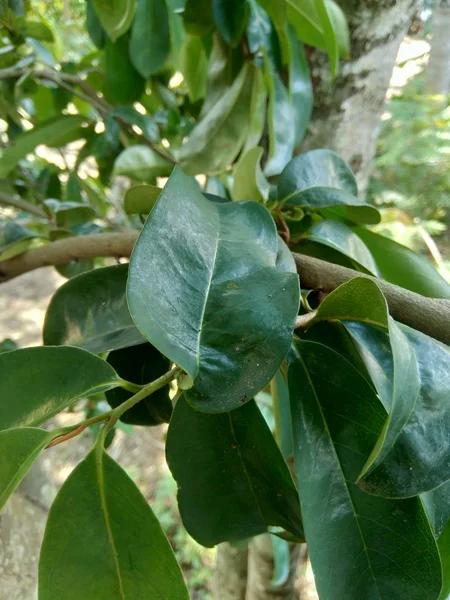 Green Soursop Laves Prickly Custard Apple Annona Muricata Plant Treatment — Stock Photo, Image