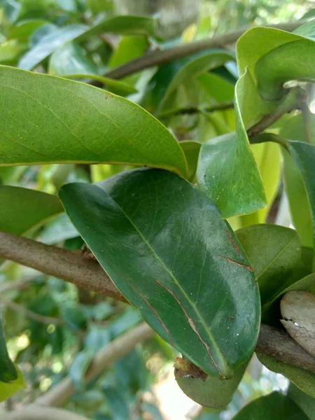 Green Soursop Laves Prickly Custard Apple Annona Muricata Plant Treatment — Stock Photo, Image