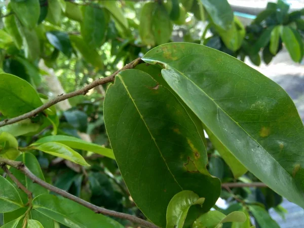 Laves Guanábana Verde Manzana Espinosa Annona Muricata Planta Para Tratamiento —  Fotos de Stock