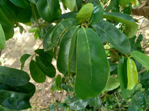 Laves Soursop Verde Prickly Custard Apple Annona Muricata Impianto Trattamento — Foto Stock