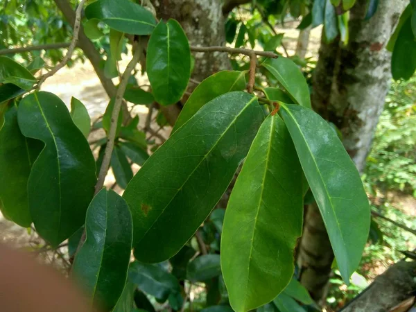 Green Soursop Laves Prickly Custard Apple Annona Muricata Plant Treatment — Stock Photo, Image