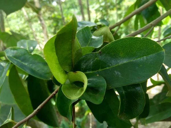 Laves Guanábana Verde Manzana Espinosa Annona Muricata Planta Para Tratamiento — Foto de Stock