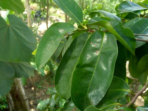 Laves Guanábana Verde Manzana Espinosa Annona Muricata Planta Para Tratamiento — Foto de Stock