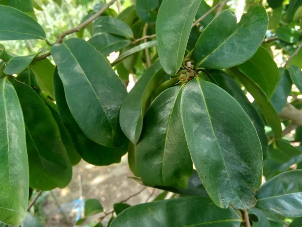 Green Soursop Laves Prickly Custard Apple Annona Muricata Plant Treatment — Stock Photo, Image