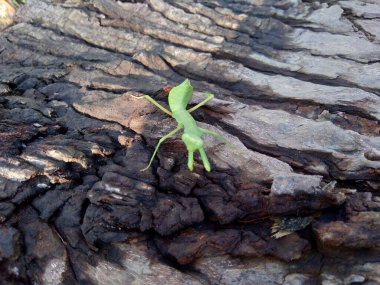 Doğa arka planında yeşil çekirge (Caelifera)