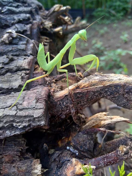 Grön Gräshoppa Caelifera Naturen Bakgrund — Stockfoto