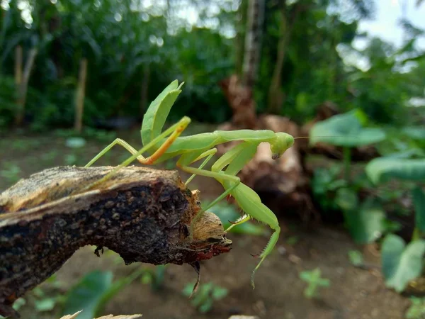 Sauterelle Verte Caelifera Dans Fond Nature — Photo