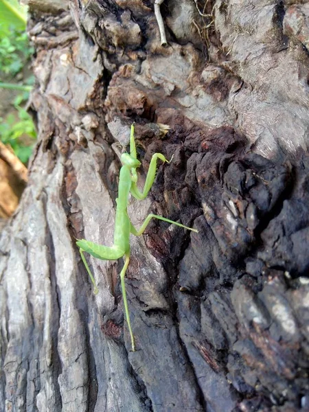 Grön Gräshoppa Caelifera Naturen Bakgrund — Stockfoto