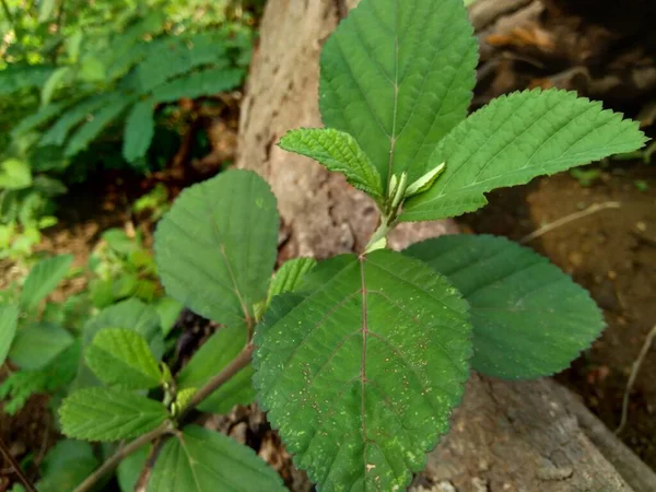 Sida Vert Rhombifolia Dans Fond Nature — Photo