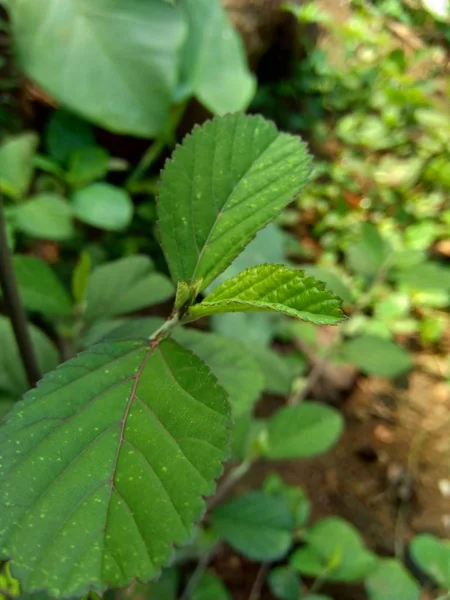 Verde Sida Rhombifolia Fundo Natureza — Fotografia de Stock