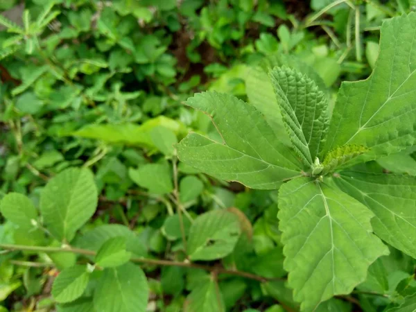 Πράσινο Sida Rhombifolia Στο Φόντο Της Φύσης — Φωτογραφία Αρχείου