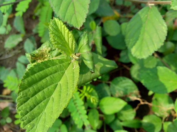 Πράσινο Sida Rhombifolia Στο Φόντο Της Φύσης — Φωτογραφία Αρχείου