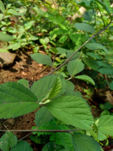 Zelená Sida Rhombifolia Přírodním Prostředí — Stock fotografie