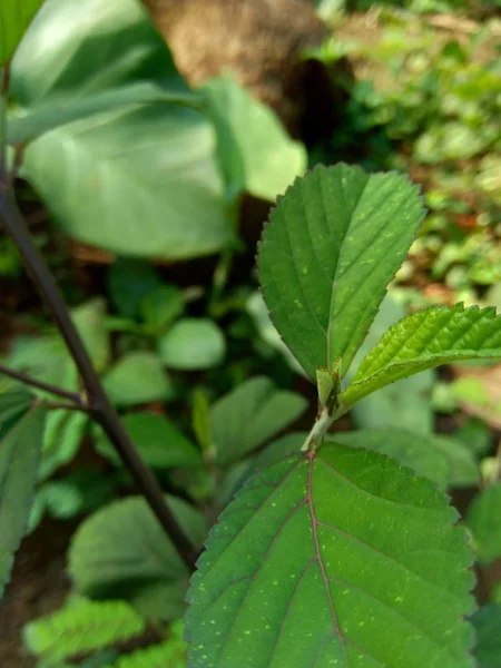 Πράσινο Sida Rhombifolia Στο Φόντο Της Φύσης — Φωτογραφία Αρχείου