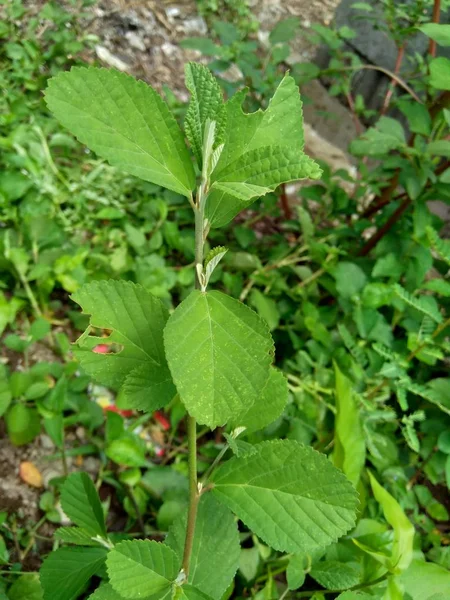 Πράσινο Sida Rhombifolia Στο Φόντο Της Φύσης — Φωτογραφία Αρχείου