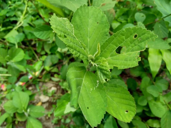 Sida Vert Rhombifolia Dans Fond Nature — Photo