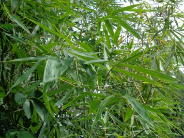 Doğada yeşil bambu yaprakları