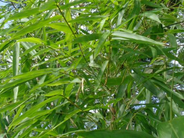 Doğada yeşil bambu yaprakları