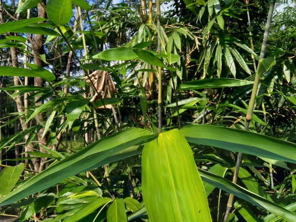 Groene Bamboe Bladeren Natuur Achtergrond — Stockfoto
