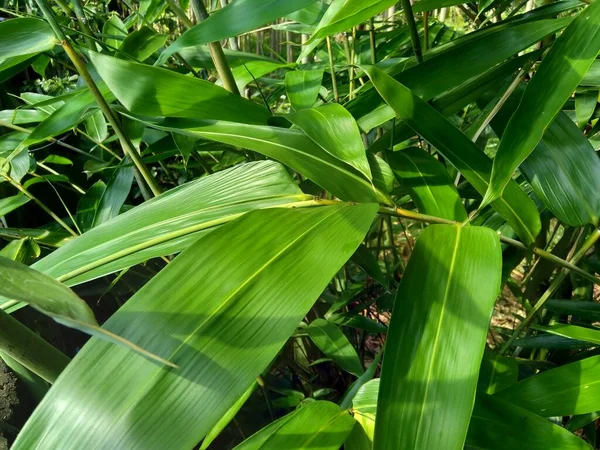 Doğada Yeşil Bambu Yaprakları — Stok fotoğraf