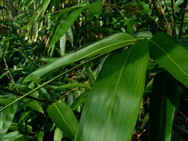 Folhas Bambu Verde Fundo Natureza — Fotografia de Stock