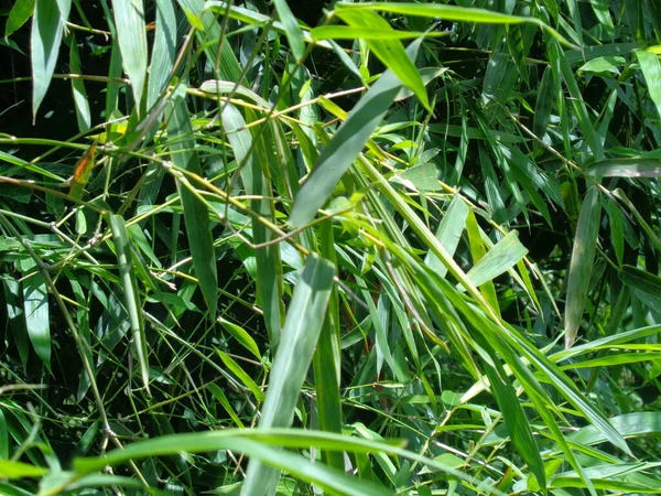 Green Bamboo Leaves Nature Background — Stock Photo, Image