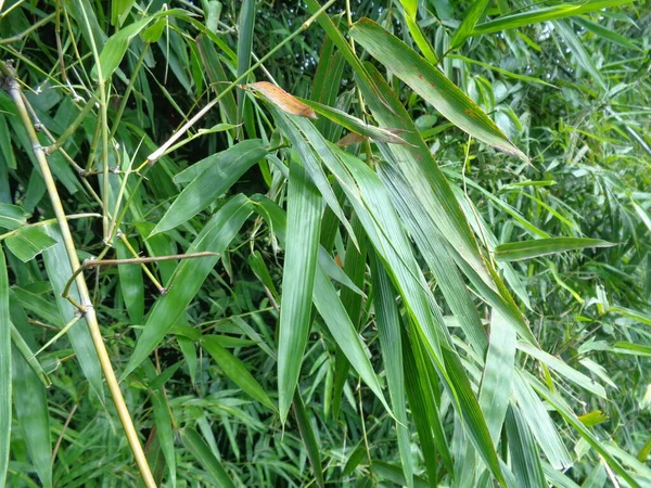 Gröna Bambu Blad Naturen Bakgrund — Stockfoto