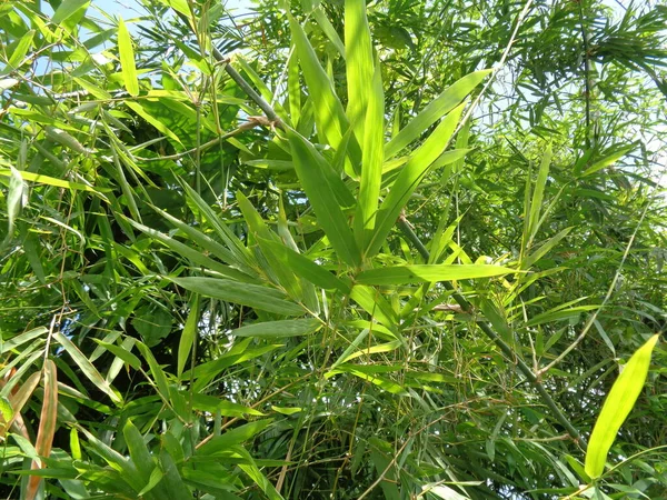 Grüne Bambusblätter Hintergrund Der Natur — Stockfoto