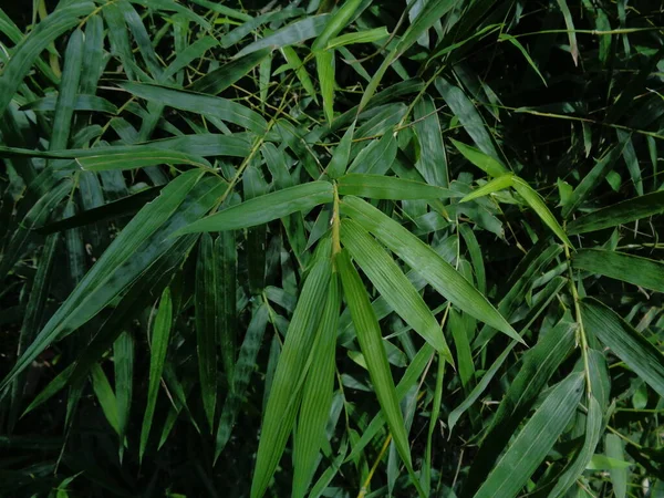 Folhas Bambu Verde Fundo Natureza — Fotografia de Stock