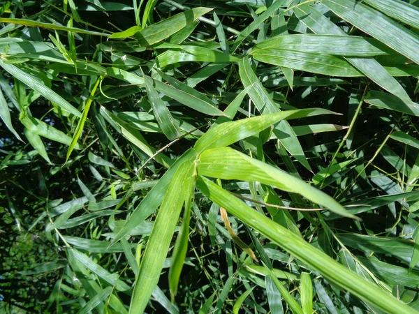 Feuilles Bambou Vert Dans Fond Nature — Photo